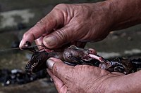 Préparation de chiroptères en vue de leur cuisson