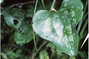 Smilax bona-nox.jpg