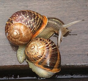 Popis tohoto obrázku, také komentován níže