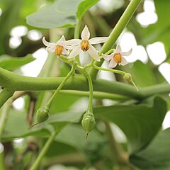 أزهار التماريلو(Solanum betaceum) عن قرب 