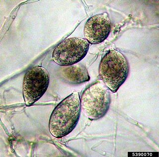 Taro leaf blight Species of single-celled organism