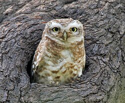 Spotted Owlet (Athene brama) at Bharatpur I IMG 5275.jpg