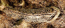 Spriggina floundersi de depósitos nas Terras Altas de Ediacaran (Austrália)