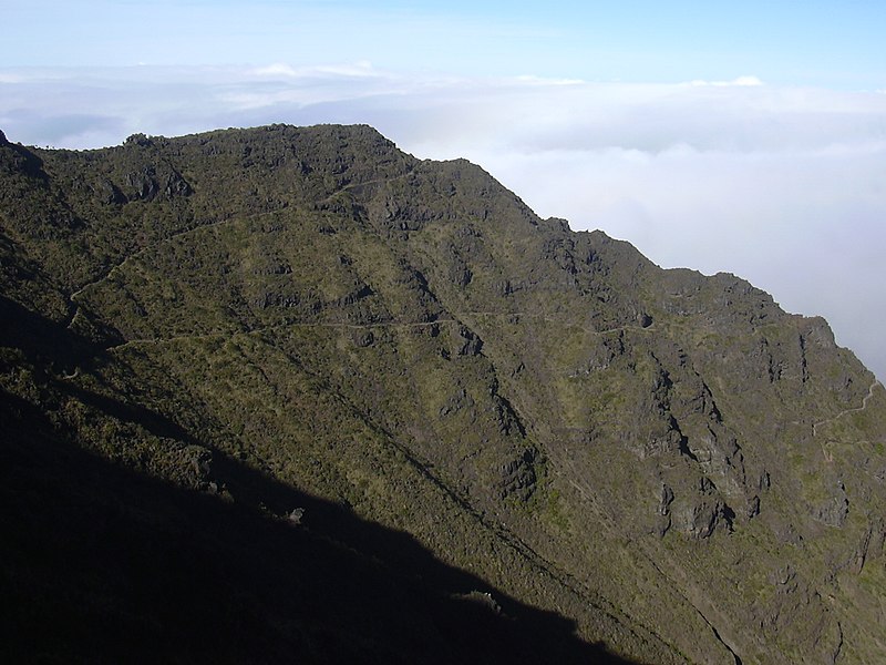 File:Starr-040813-0256-Sadleria cyatheoides-habitat-Old switchbacks HNP-Maui (24087777264).jpg