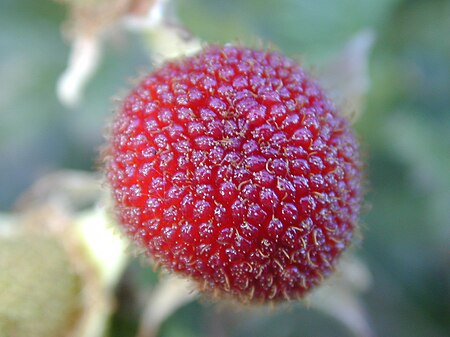 Tập_tin:Starr_021126-0012_Rubus_rosifolius.jpg