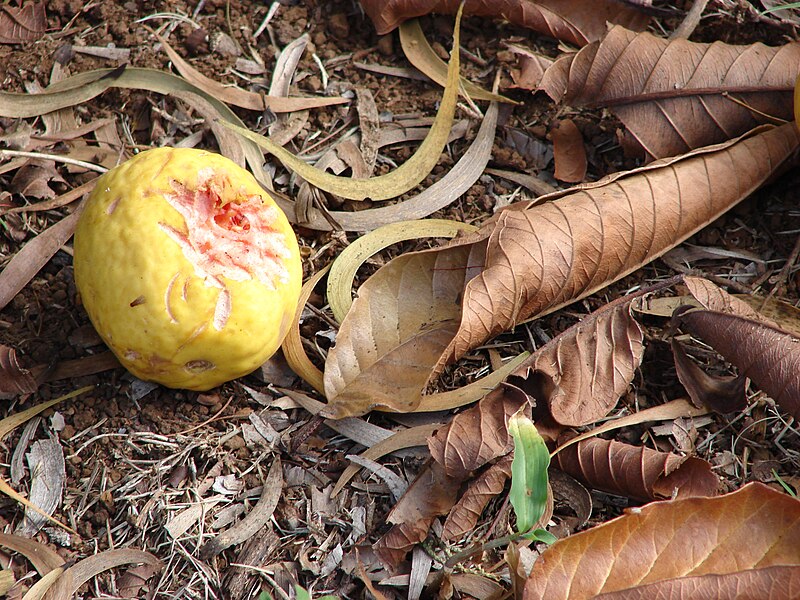 File:Starr 061225-2929 Psidium guajava.jpg