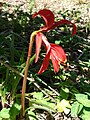 Stiv 071024-0400 Sprekelia formosissima.jpg