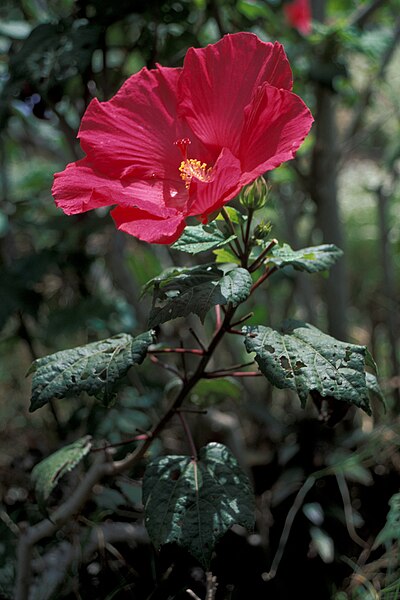 File:Starr 980529-1410 Hibiscus moscheutos.jpg