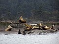 Steller Sea Lion rookery