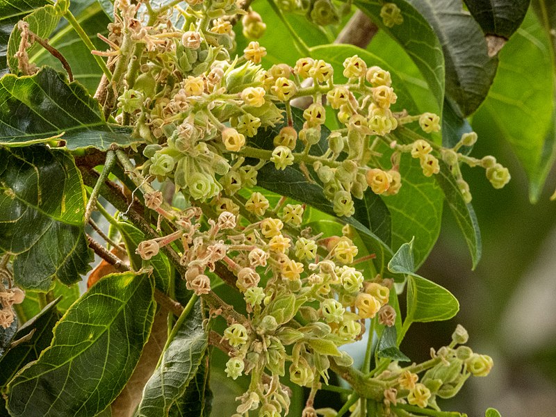 File:Sterculia quadrifida flowers and foliage.jpg