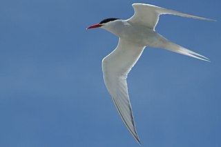 <span class="mw-page-title-main">South American tern</span> Species of bird