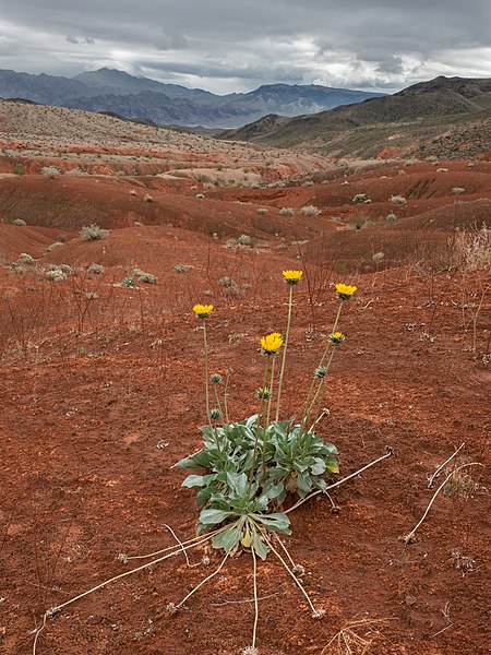 File:Sunray in Bloom (b8b0517d-a3a3-4d02-94c0-ceeb9bcd34fb).jpg