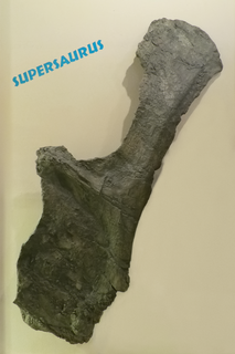 <i>Supersaurus</i> Extinct genus of dinosaurs