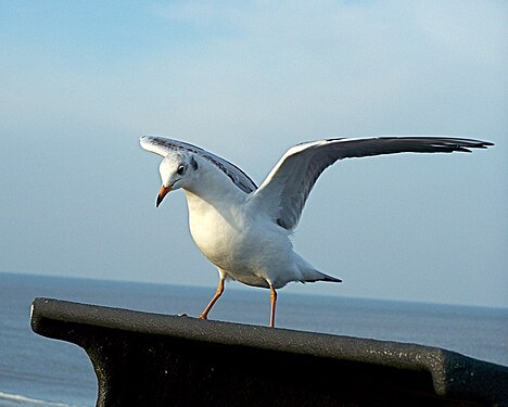 Surfin' Seagull