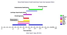 Gene expression pattern during cranial suture fusion Suturefusion2.jpg
