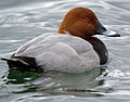 Pochard Komuni