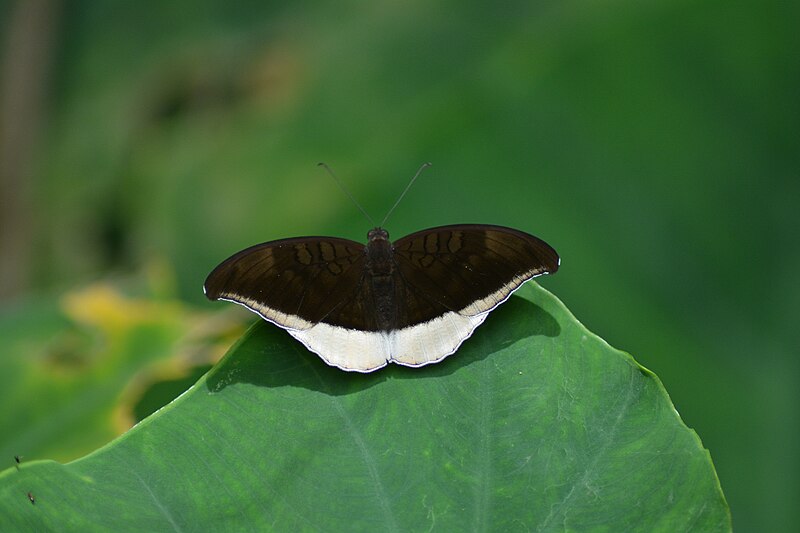 File:Tanaecia lepidea Butler, 1868 – Grey Count at Mayyil 2017 (7).jpg