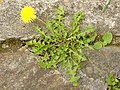 Taraxacum officinale Mexacán común