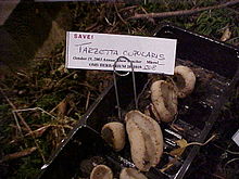 Tarzetta cupularis17115.jpg