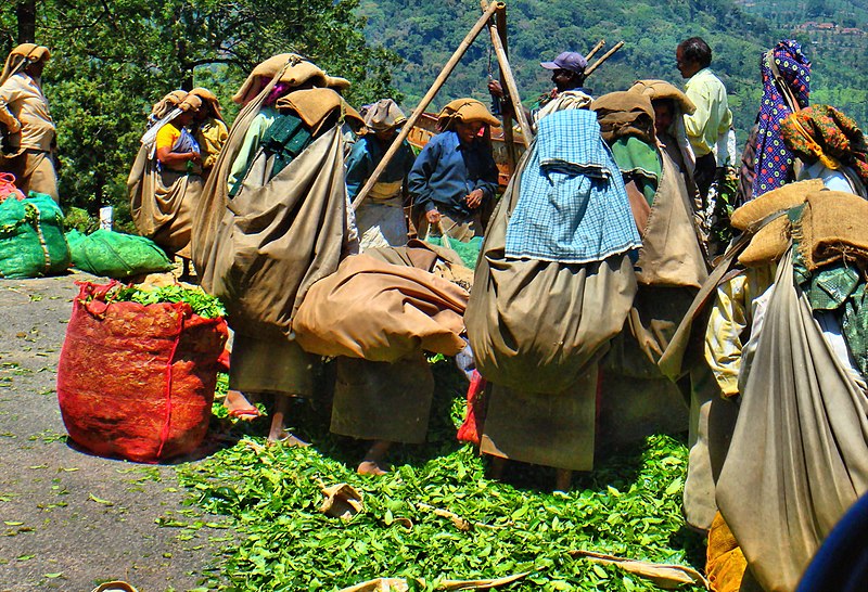 File:Tea plantation workers.jpg
