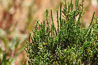 <i>Tecticornia halocnemoides</i> Species of plant