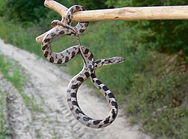 Кавказская кошачья змея