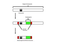 Through the insertion of multiple genes and telomeres, a shortened minichromosome is produced, which can then be inserted into a host cell Telomere mediated minichromosome production.jpg