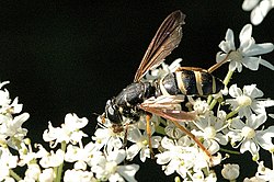 Ängstigerfluga (T. bombylans)