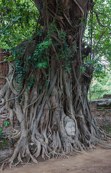 File:Templo Mahathat, Ayutthaya, Tailandia, 2013-08-23, DD 21.jpg