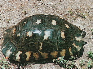 Széles karimájú teknős (Testudo marginata)