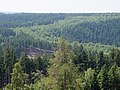 Das Grüne Band ist aus Sicht der Thüringer Warte als helleres Laubwaldband erkennbar. Hier wurde die künstlich geschaffene Waldlichtung 1989 aufgegeben.