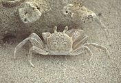 junge Strandkrabbe auf Ko Chang