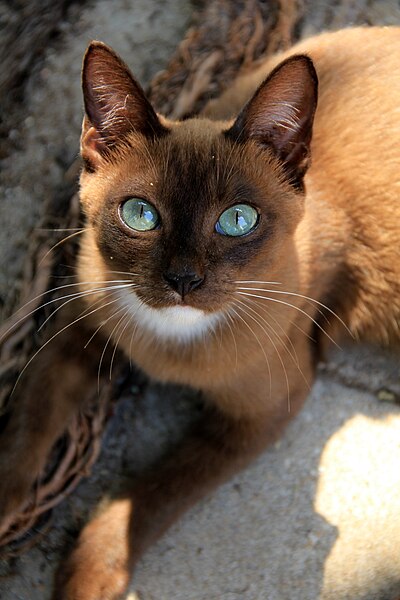 File:Thai Temple Cat (11793057474).jpg