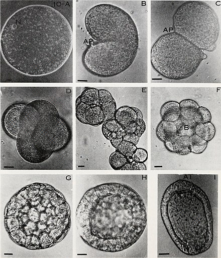 Клетка зародыш. Зигота морула. Эмбрион морула. Зигота эмбрион. Дробление зиготы.