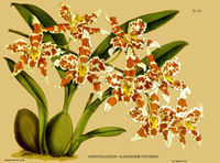 plate 127 Odontoglossum alexandrae var. stevensii Oncidium alexandrae