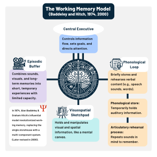 <span class="mw-page-title-main">Working memory</span> Cognitive system for temporarily holding information