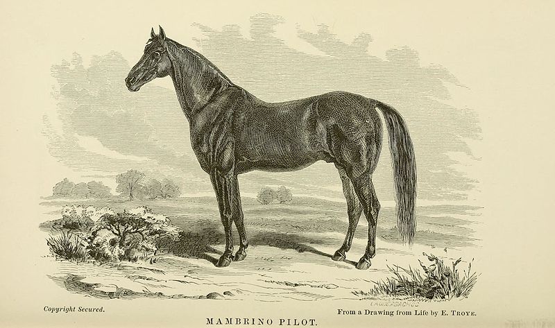 File:The horse, in the stable and the field BHL23659596.jpg