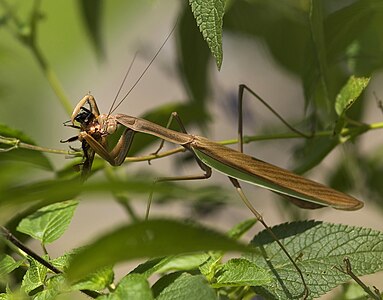 Tenodera aridifolia (Japanese Giant Mantis)