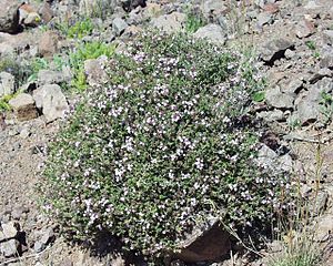 Thymus vulgaris1.JPG