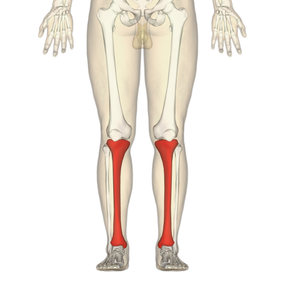 Tibia - frontal view.png