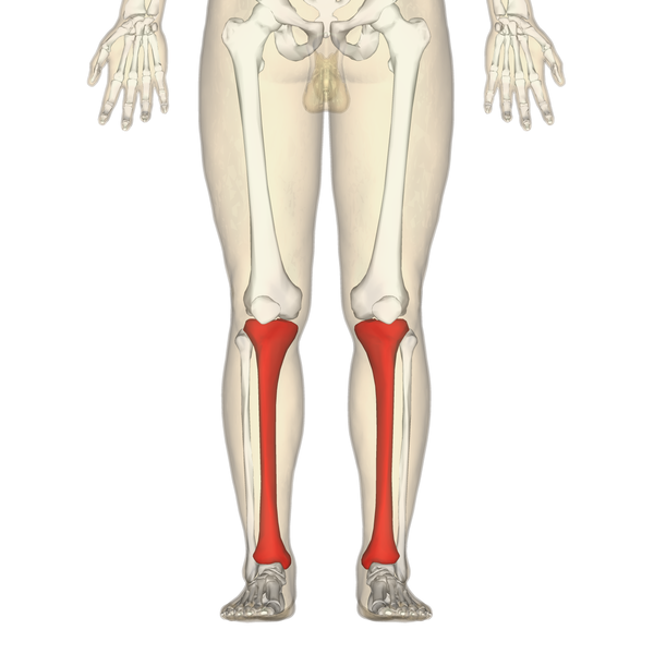 File:Tibia - frontal view.png