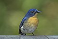 Tickell’s blue flycatcher (Cyornis tickelliae jerdoni).jpg