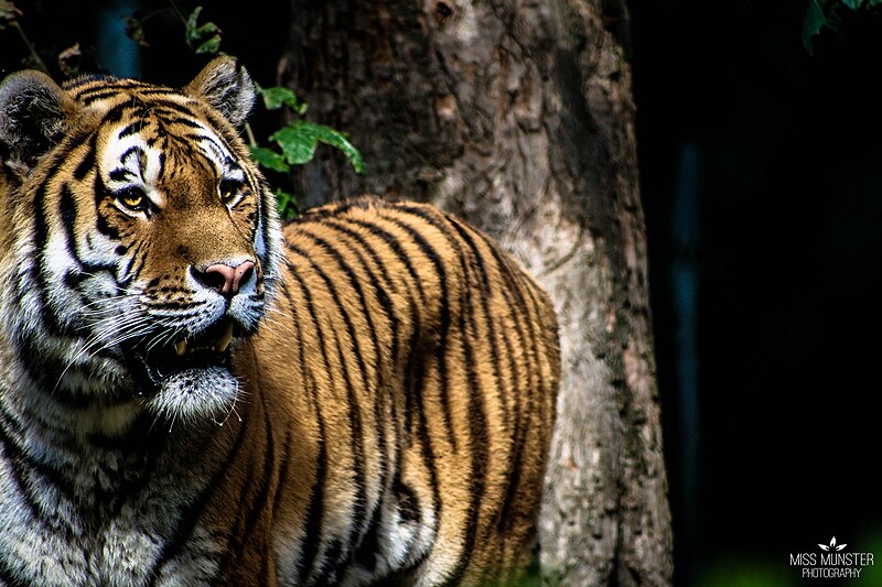 File:Tiger (84884779).jpeg