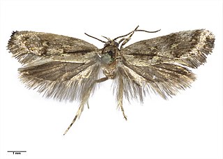 <i>Tingena lassa</i> Species of moth, endemic to New Zealand