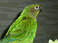 Domestic maroon-bellied parakeet (Pyrrhura frontalis)