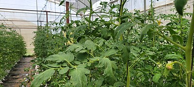 Tomato plants 2.jpg