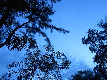 Tree silhouettes in twilight