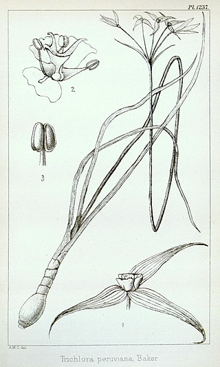 <i>Trichlora</i> Species of plant