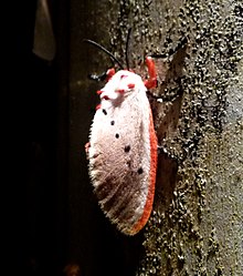 Trosia nigropuntia - Flickr - gailhampshire.jpg