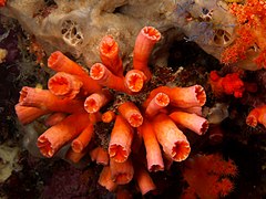 Tubastraea faulkneri (Cup coral) .jpg